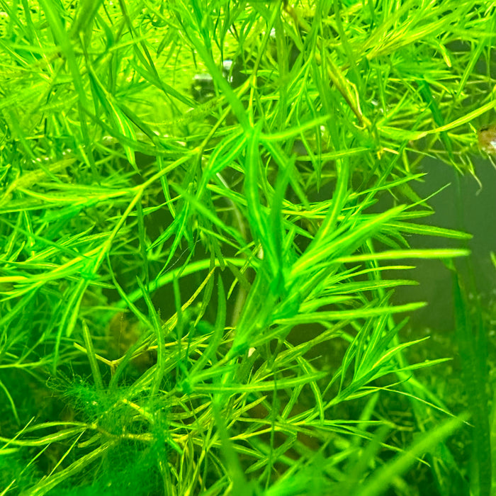 Guppy Grass (Najas guadalupensis) — Fishiotherapy