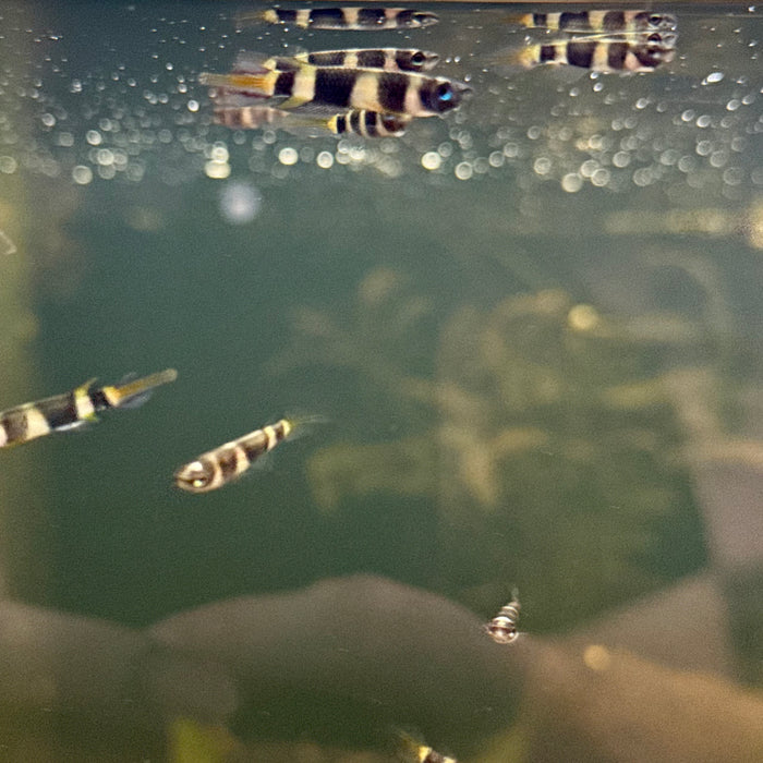 Clown Killifish (Epiplatys Annulatus)