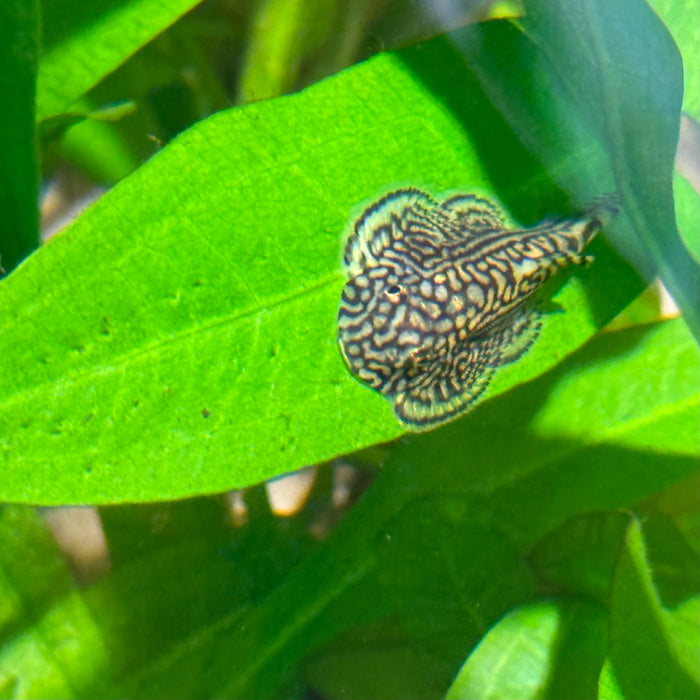 Tiger Hillstream Loach (Sewellia lineolata)