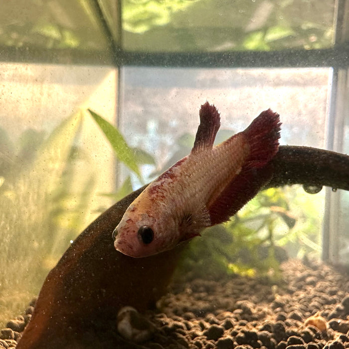 Betta Splendens Female 1