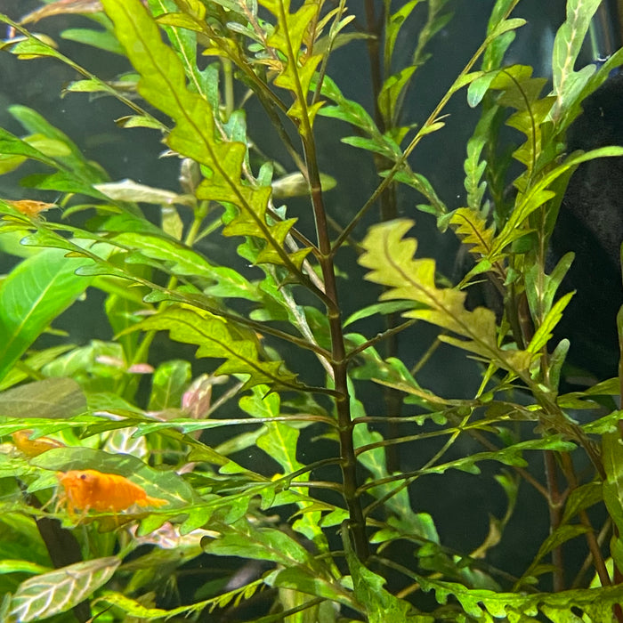 Hygrophila Pinnatifida (Hygrophila Pinnatifida)