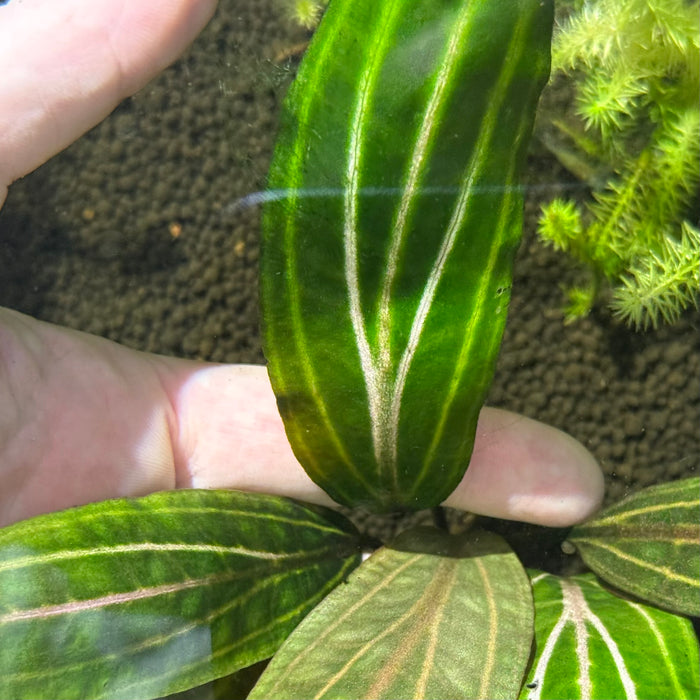 Cryptocoryne cordata var. siamensis ‘Rosanervig’