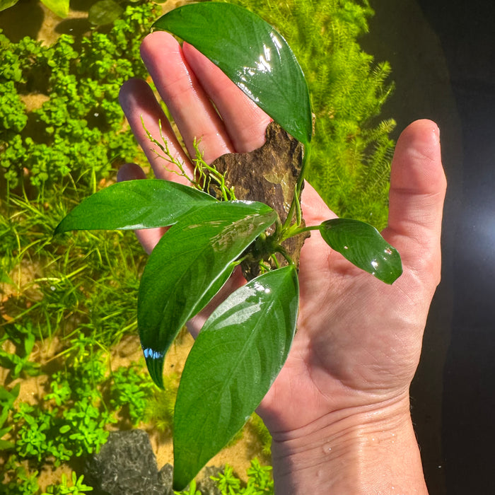 Anubias Congensis "Mini"