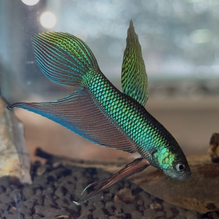 Betta Smaragdina Blue/Green