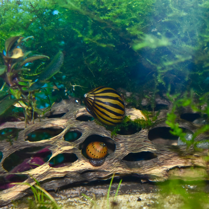 Nerite (assorted type)