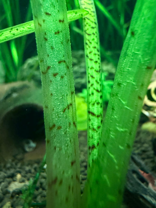 Tiger Stripe Vallisneria (Vallisneria spiralis v. tiger)