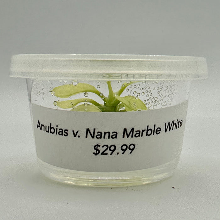 Anubias Nana Marble White TC