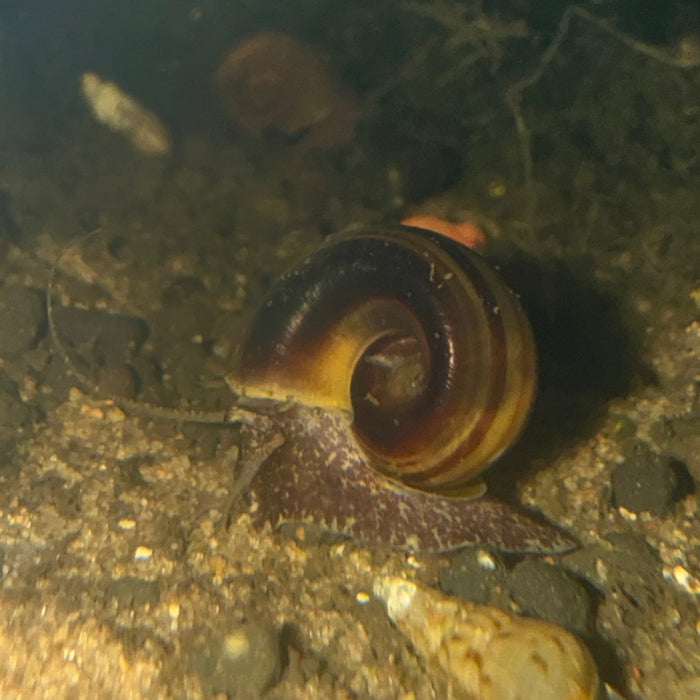 Giant Colombian Ramshorn Snail