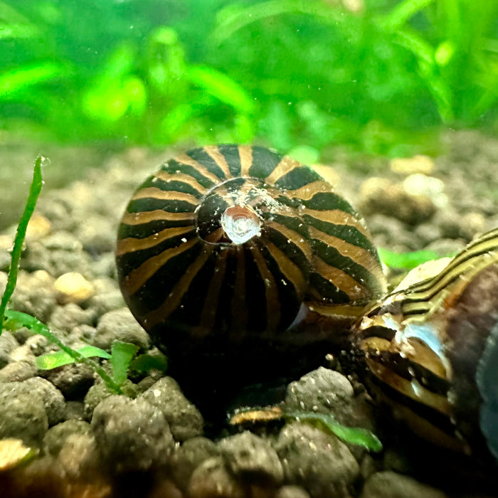 Neritina natalensis (Zebra Nerite Snail)