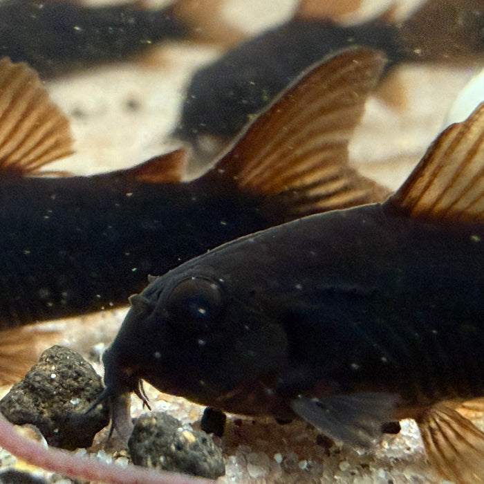 Black Venezuelan Corydora (Corydoras schultzei 'Black')