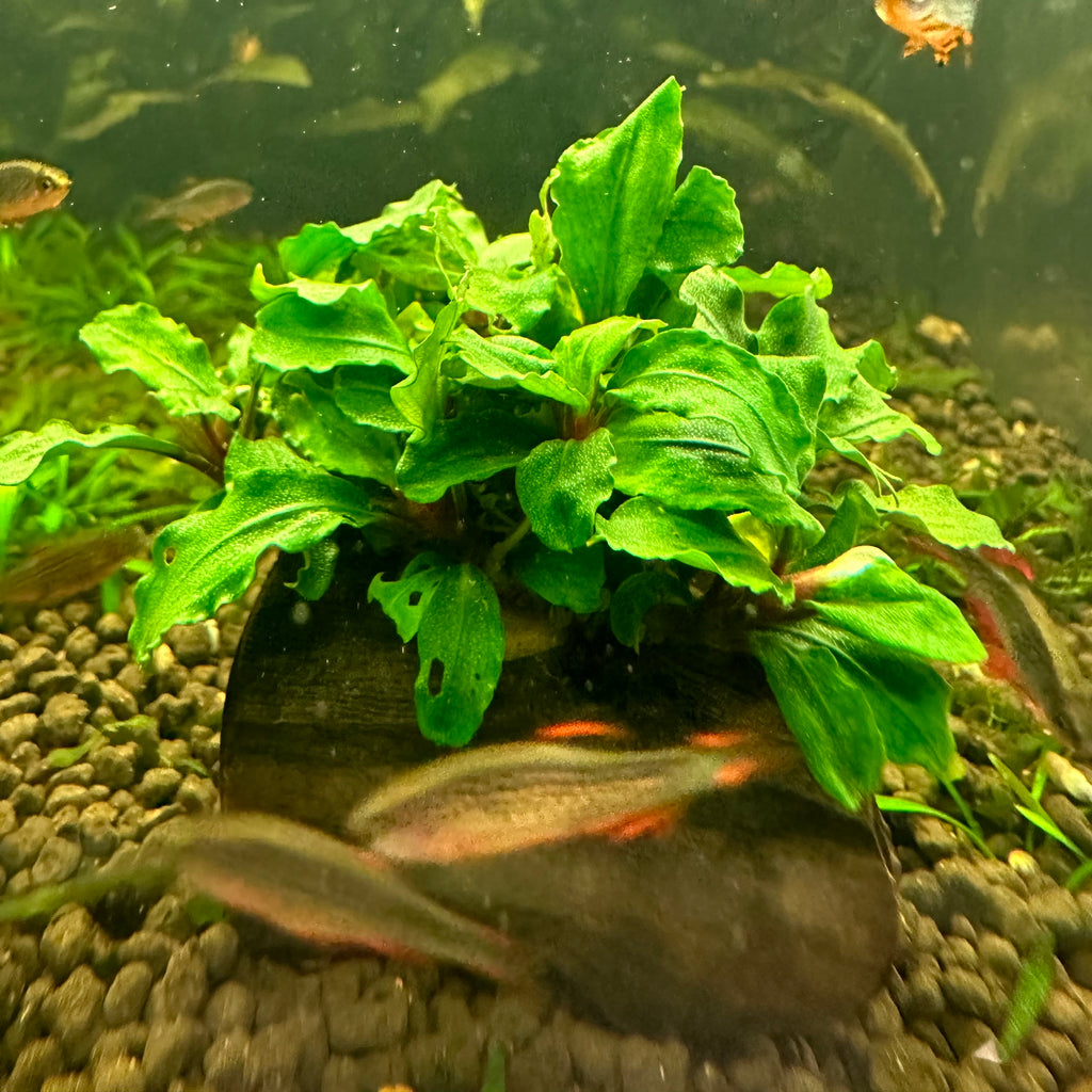 Bucephalandra dwarf mix on nano wood — Fishiotherapy