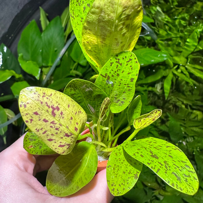 Ozelot Narrow Mini Sword(Echinodorus var. ozelot narrow mini)