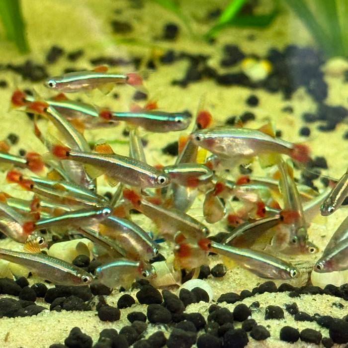 White Cloud Mountain Minnow