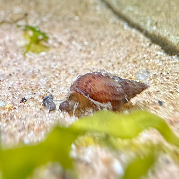 Prambanan Snail (Thiara winteri)