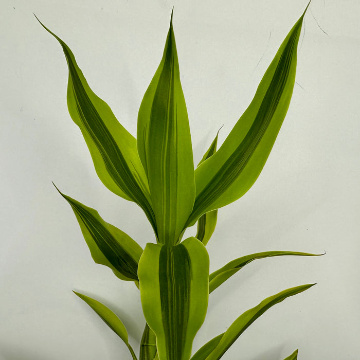 Variegated Lucky Bamboo (Dracaena Sanderiana Variegatus)