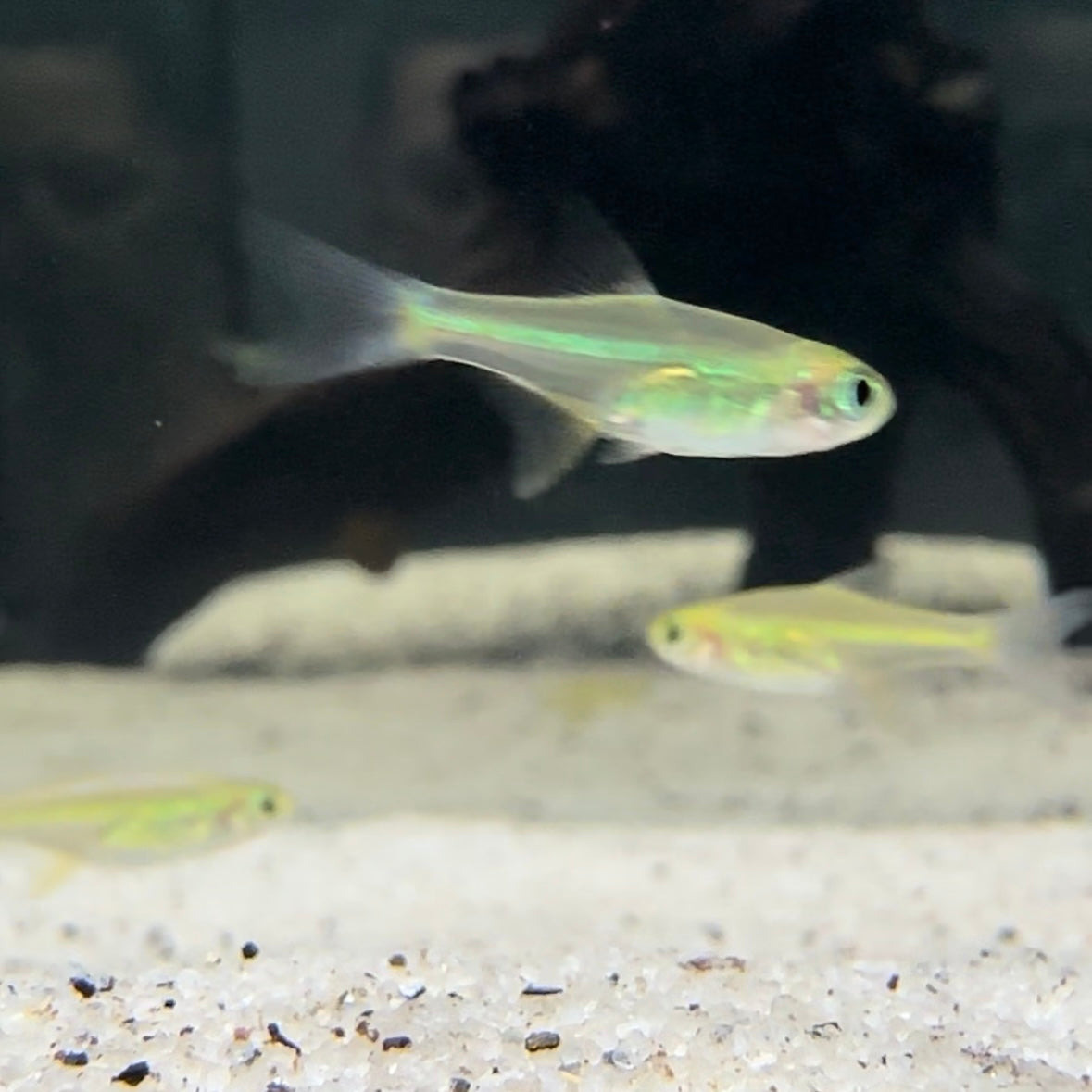 Kubotai Rasboras (Microdevario kubotai) — Fishiotherapy