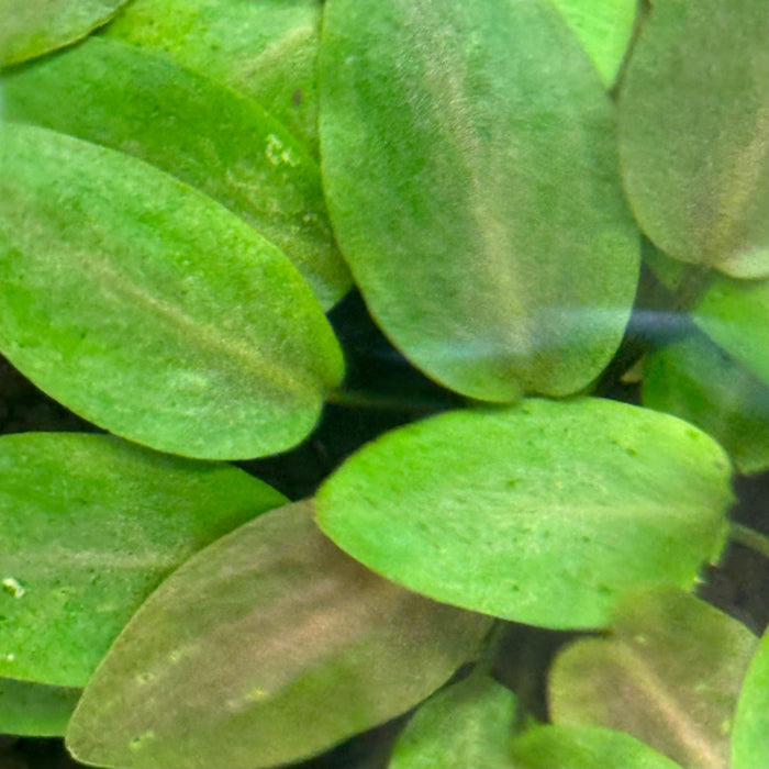 Lagenandra Meeboldii Red Round