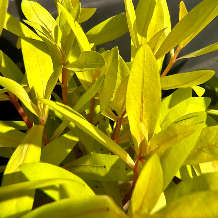 Nesaea Pedicellata Golden