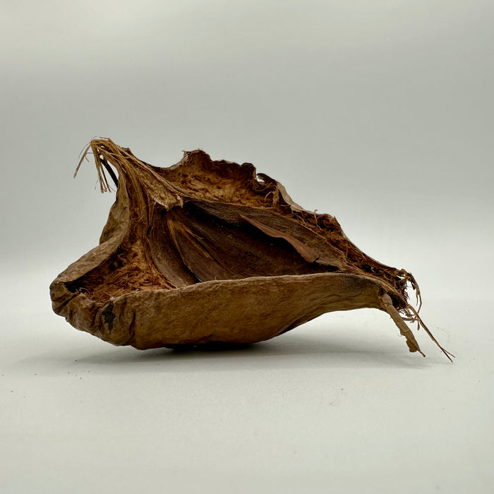 Mangrove “Negombo” Tree Pod