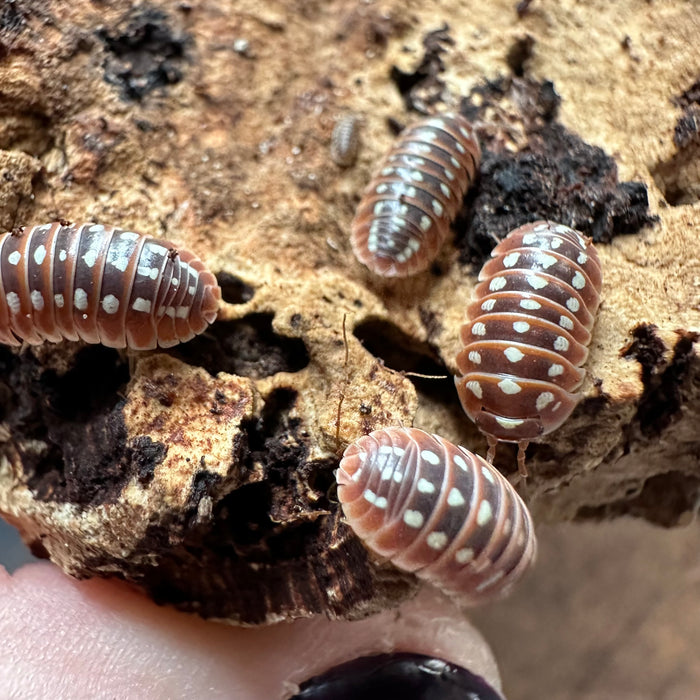 Clown Isopods (Armadillidium Klugii) x10 — Fishiotherapy