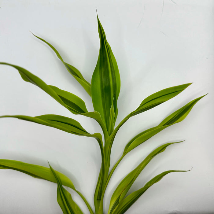 Variegated Lucky Bamboo (Dracaena Sanderiana Variegatus)