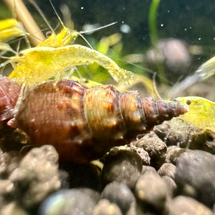 Prambanan Snail (Thiara winteri)