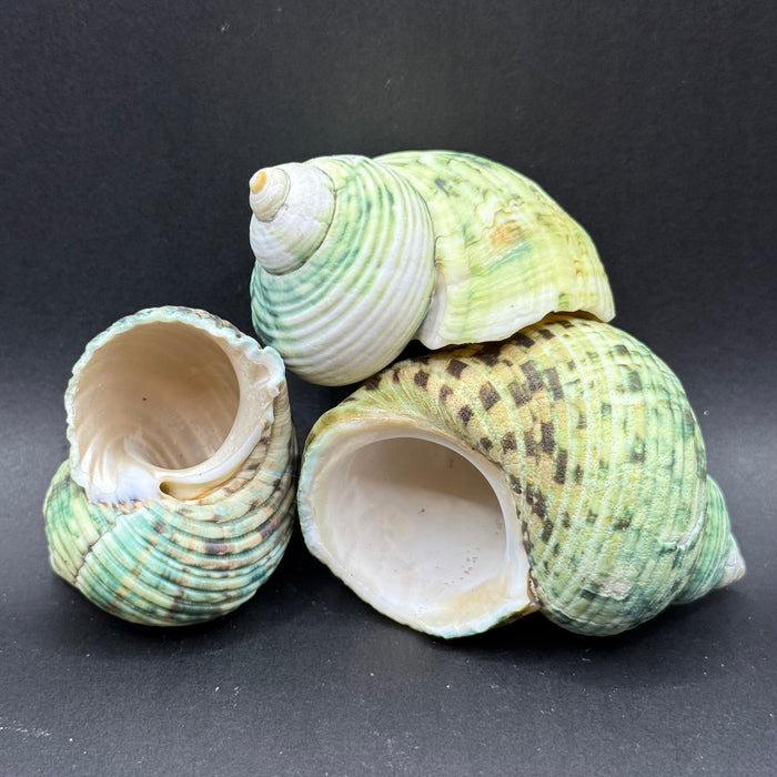 Natural Rough Green Turbo Shell (Turbo setosus)