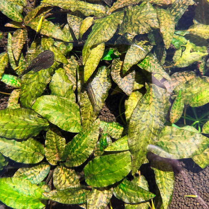 Cryptocoryne nurii ‘Rosen maiden’