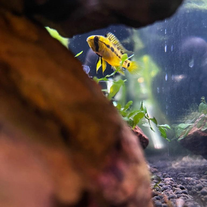 Apistogramma Hongsloi