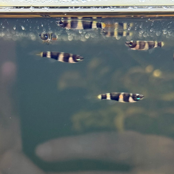 Clown Killifish (Epiplatys Annulatus)