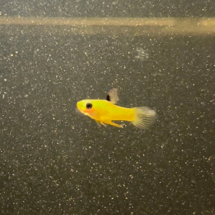 Golden Teddy (Xenophallus umbratilis)