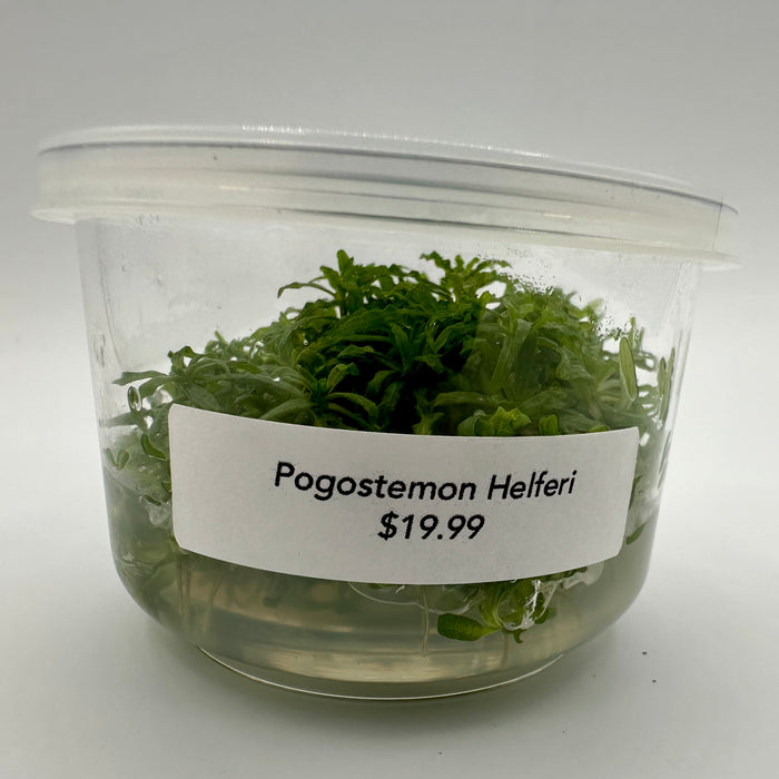 Pogostemon helferi TC - Little Star