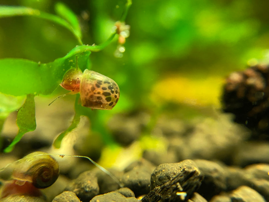 Ramshorn Feeder Snails (50 snails)