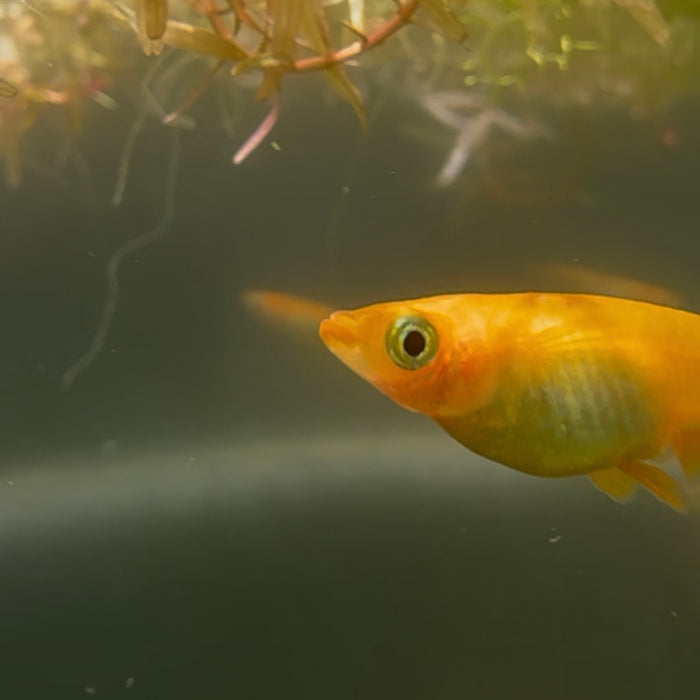 PICKUP ONLY 10x Medaka Ricefish (Orange Youkihi) FRY FOR PICKUP ONLY JULY
