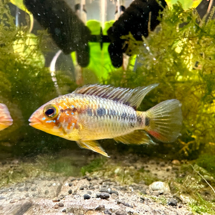 Apistogramma Vejita- tank breed