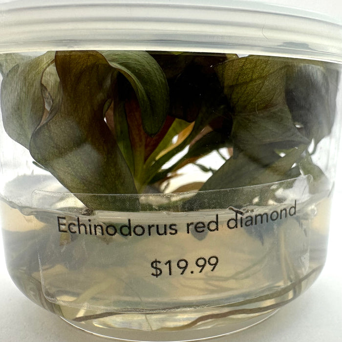 Echinodorus Red Diamond TC - Red Diamond Sword