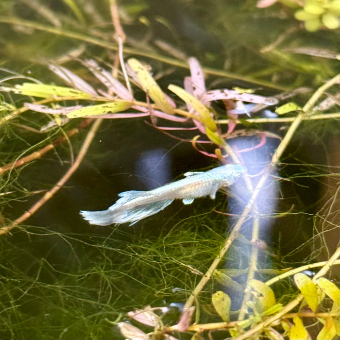 Ricefish / Medaka- Oryzias Latipes sp. “Blue/Platinum Miyuki”