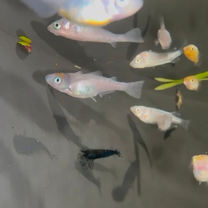 Ricefish / Medaka- Oryzias Latipes sp. “Assorted”