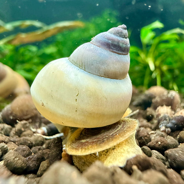White wizard snail