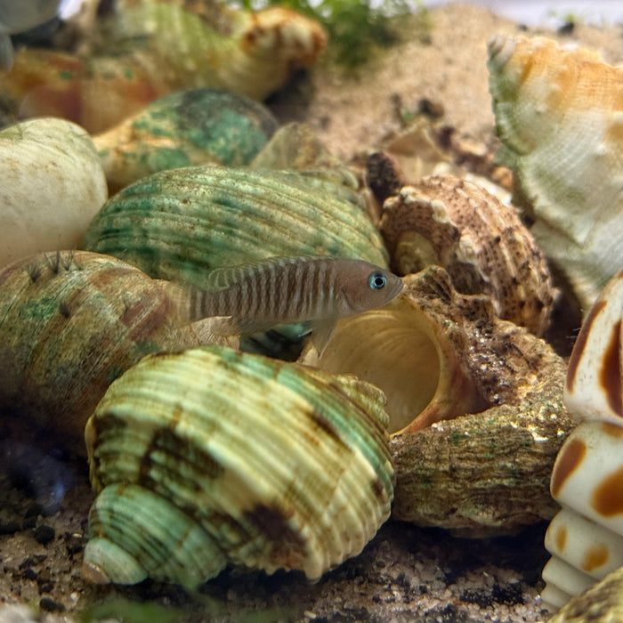 5x Assorted Shells