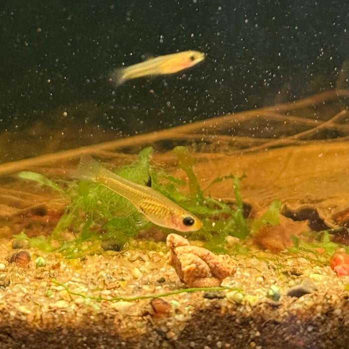 Golden Teddy (Xenophallus umbratilis)