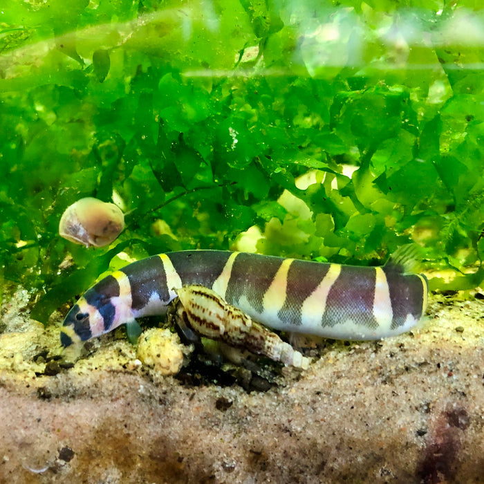 Banded Kuhli Loach - Pangio kuhlii