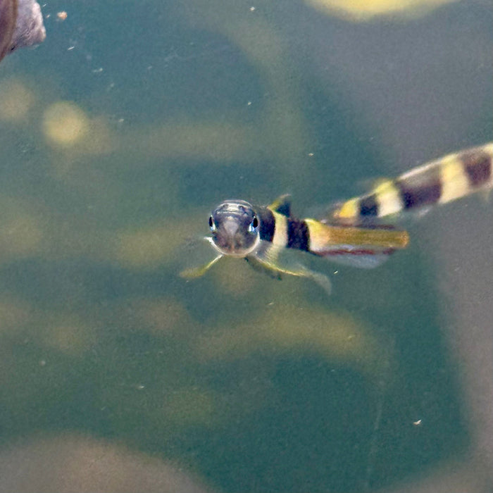 Clown Killifish (Epiplatys Annulatus)