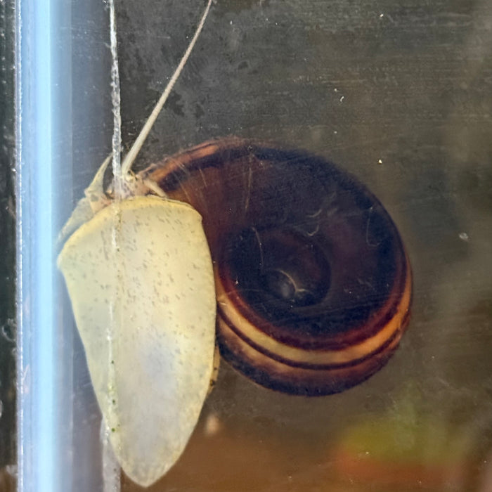 Giant Colombian Ramshorn Snail