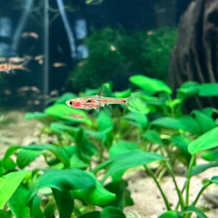 Merah Rasbora Phoenix Rasbora (Boraras merah) — Fishiotherapy
