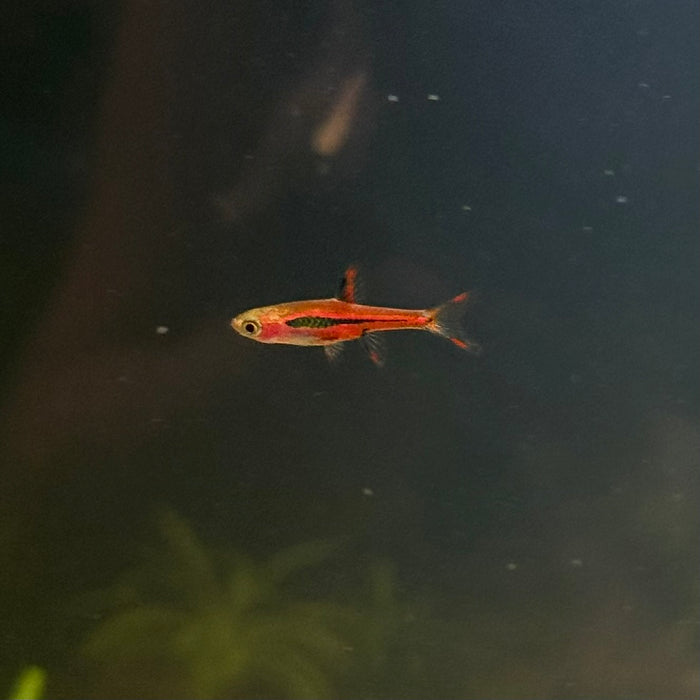 Chili Rasbora (Boraras brigittae)