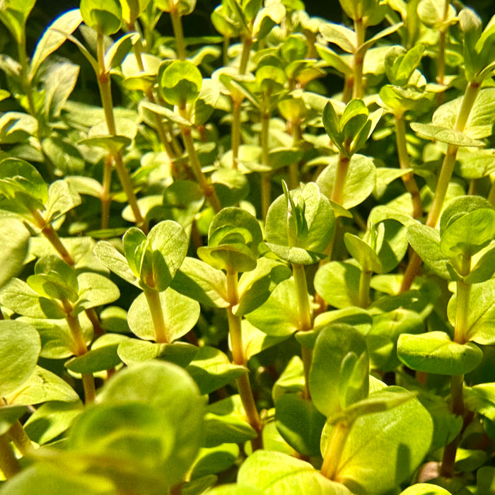 Rotala Rotundifolia Orange Juice