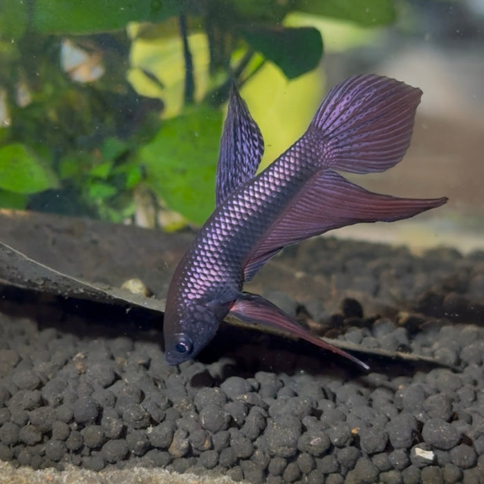 Betta Smaragdina Copper