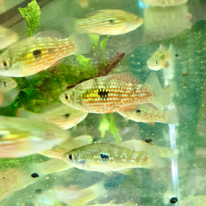 Flagfish (Jordanella floridae)