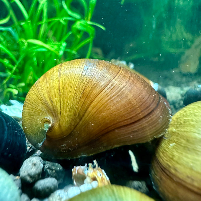 Neritina violacea (Red Lip Nerite Snail)